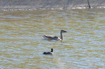 オオヒシクイ 境川遊水地公園 2023年12月4日(月)