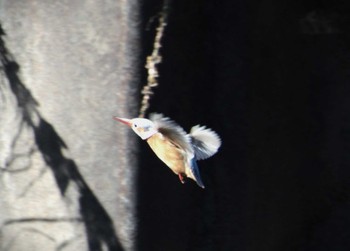 2023年12月4日(月) 柏尾川の野鳥観察記録