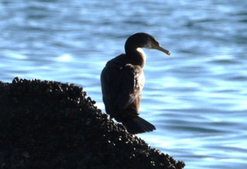 Japanese Cormorant Terugasaki Beach Mon, 12/4/2023