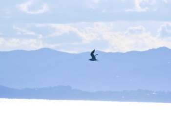 ユリカモメ 大磯照ヶ崎海岸 2023年12月4日(月)