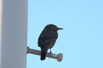 Blue Rock Thrush Terugasaki Beach Mon, 12/4/2023