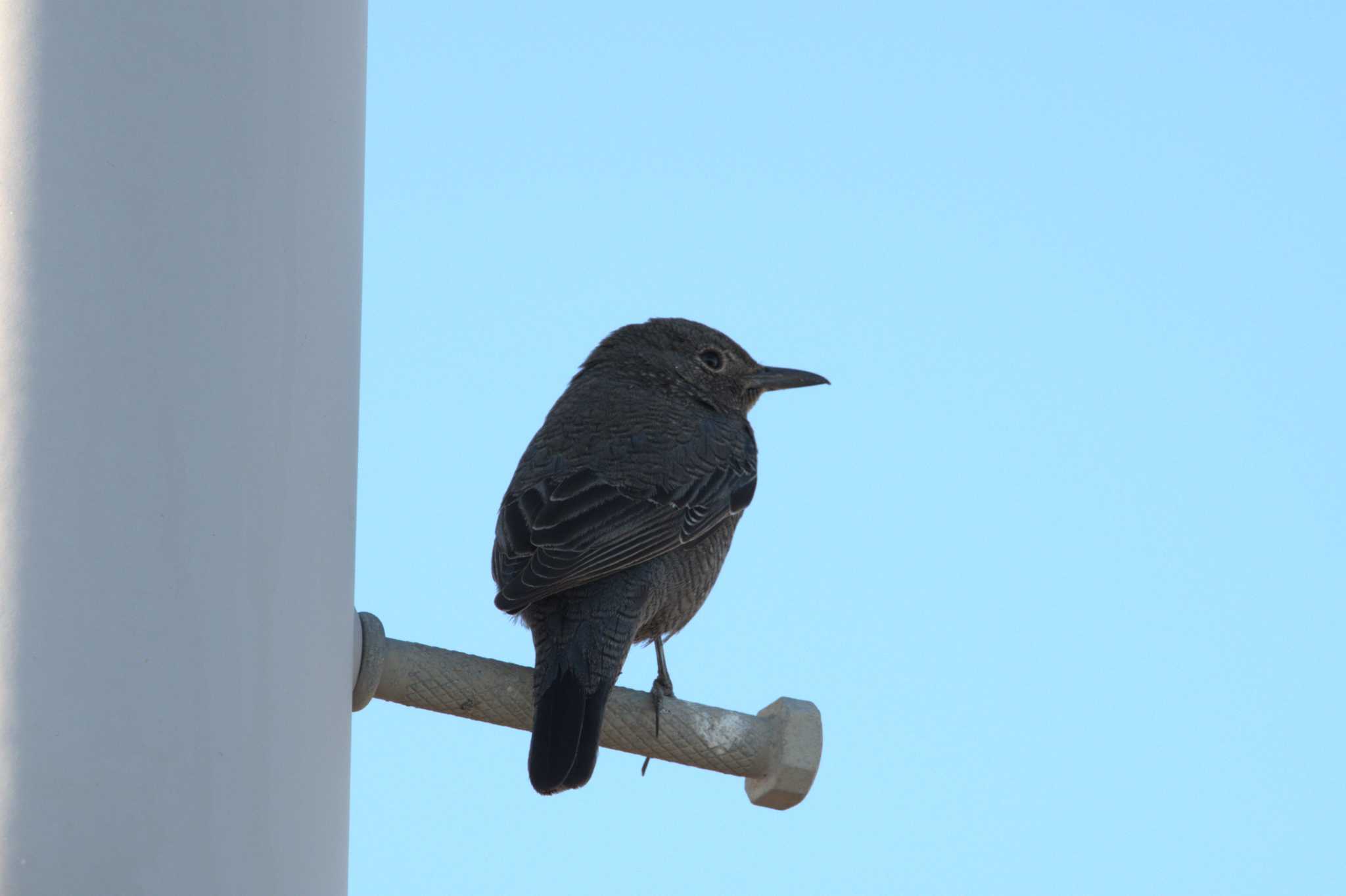 Blue Rock Thrush