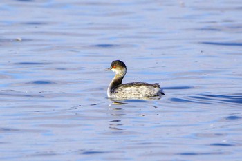 Black-necked Grebe Izunuma Sun, 11/26/2023