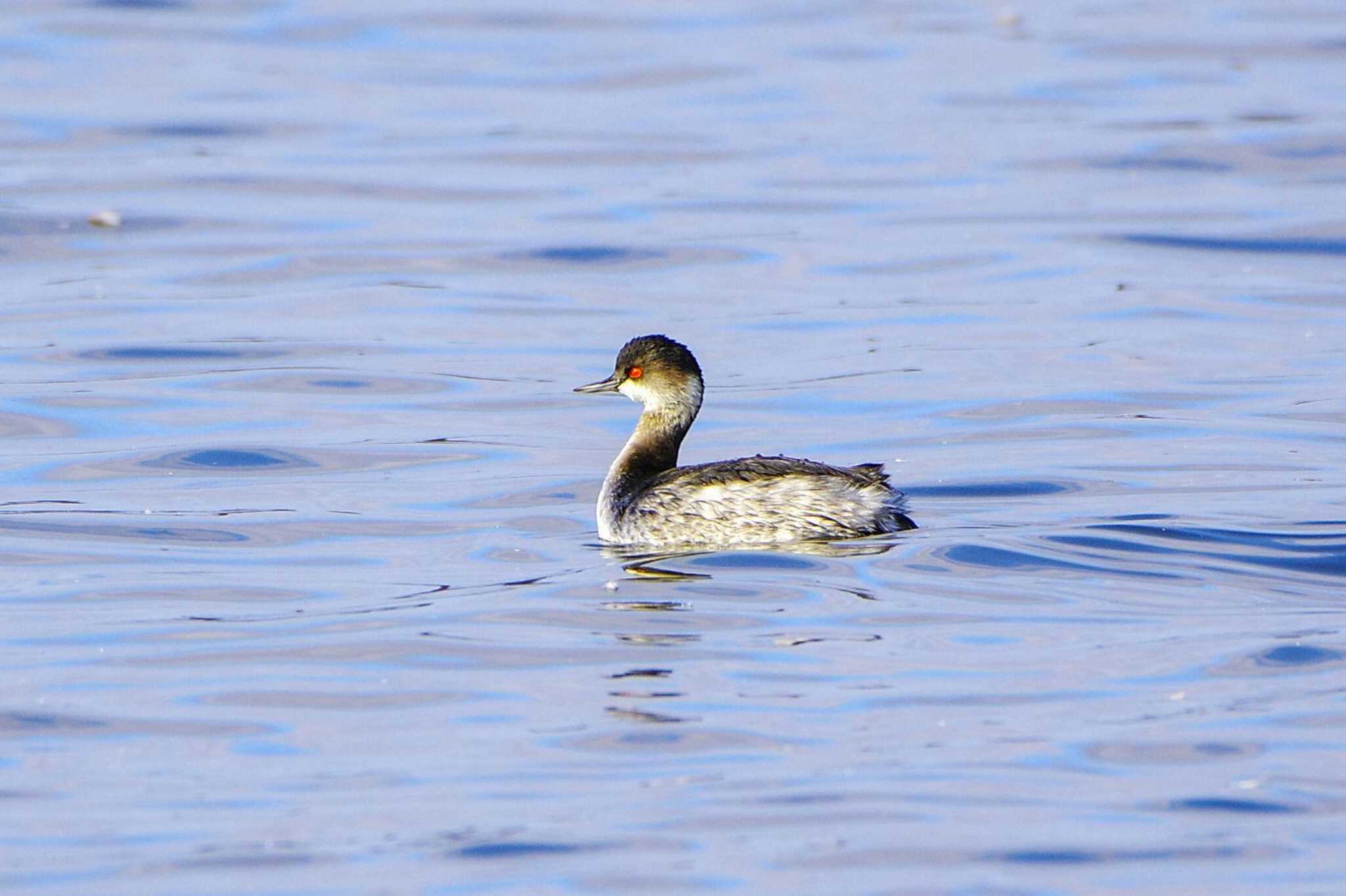 Black-necked Grebe