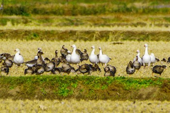 Snow Goose Izunuma Sun, 11/26/2023