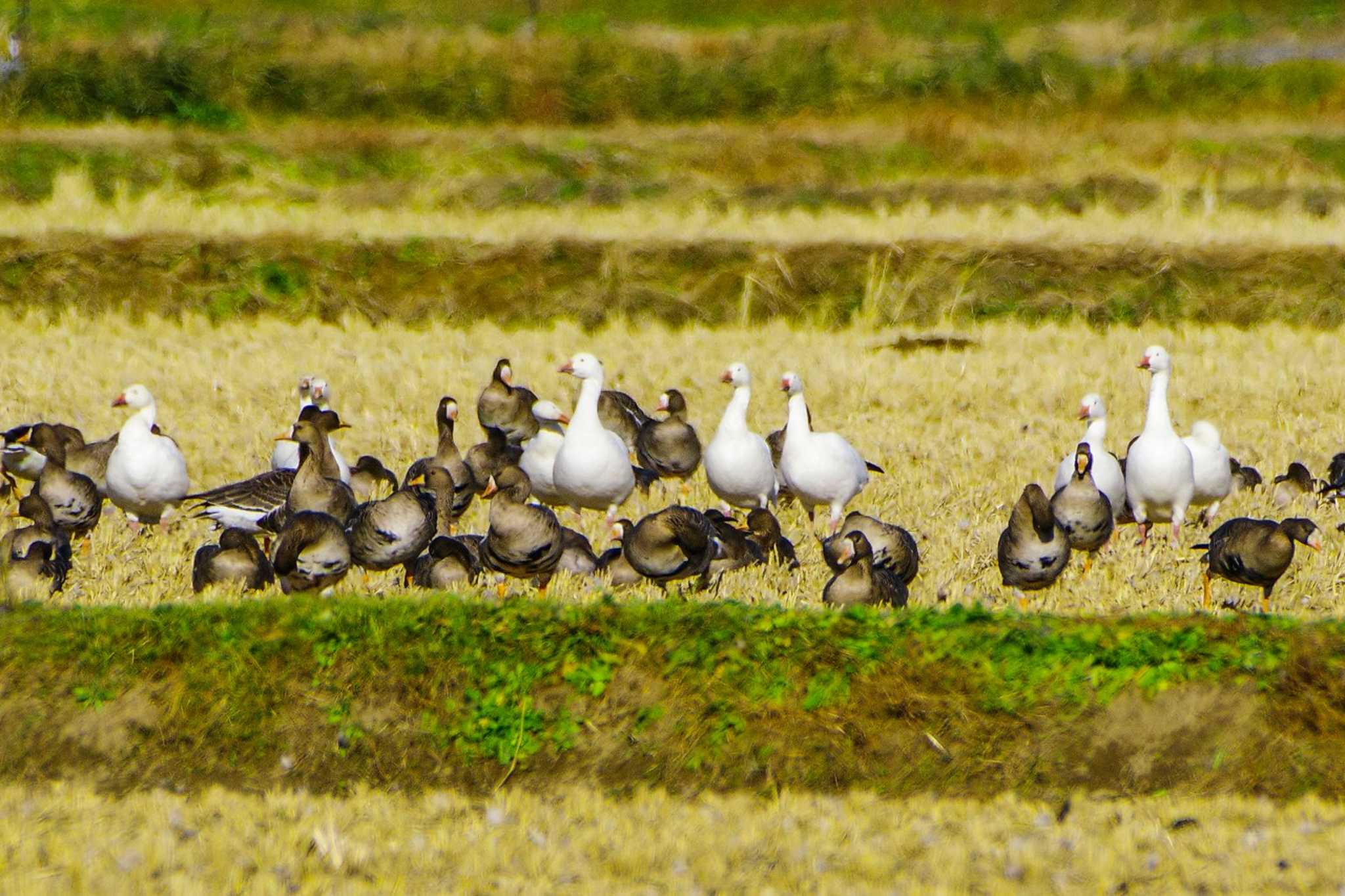 Snow Goose