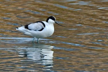 Pied Avocet 福岡県福岡市 Sun, 12/3/2023