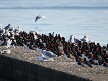 ミヤコドリ ふなばし三番瀬海浜公園 2023年12月2日(土)