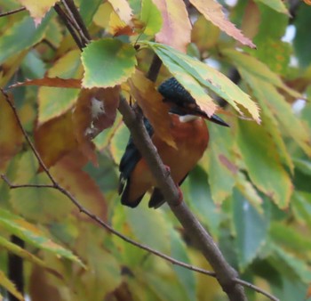 カワセミ 都内公園 2023年12月5日(火)