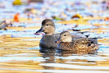 オカヨシガモ 見沼自然公園 2023年12月2日(土)