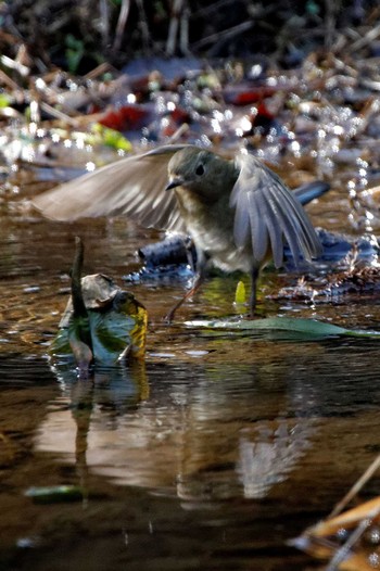 Sun, 2/28/2016 Birding report at 各務野自然遺産の森