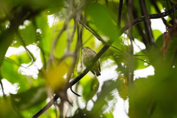 Fire-breasted Flowerpecker 雲南省 Sun, 12/3/2023