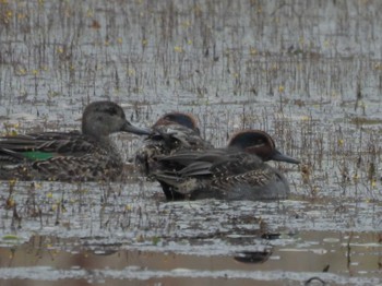 Eurasian Teal 深泥池 Tue, 12/5/2023