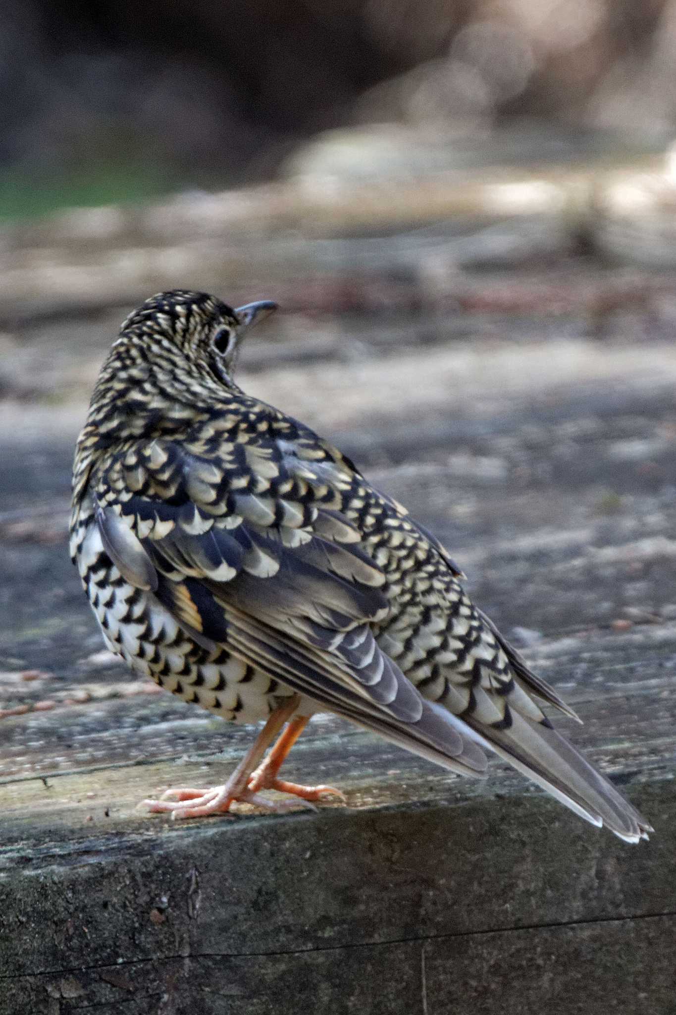 各務野自然遺産の森 トラツグミの写真 by herald