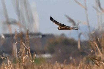 2023年12月4日(月) 渡良瀬遊水地の野鳥観察記録