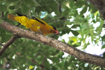 Black-naped Oriole Pasir Ris Park (Singapore) Sat, 3/18/2023