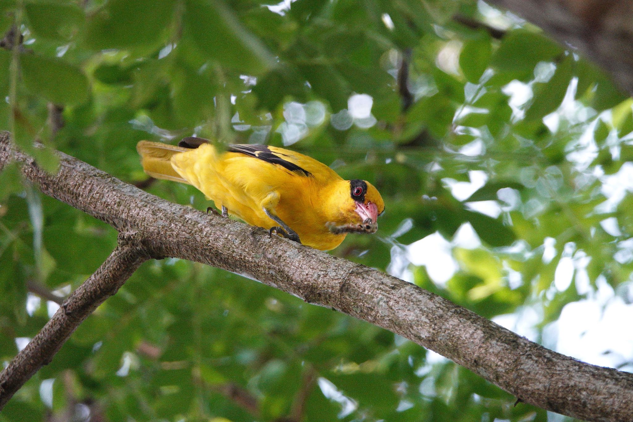 Photo of Black-naped Oriole at Pasir Ris Park (Singapore) by のどか