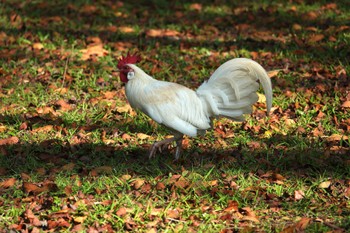 Red Junglefowl Pasir Ris Park (Singapore) Sat, 3/18/2023