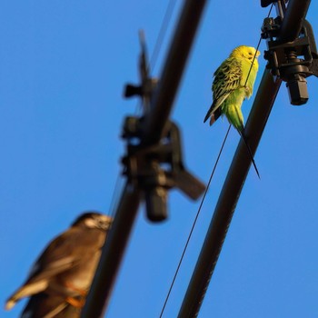 Budgerigar 浮島ヶ原自然公園 Mon, 12/4/2023