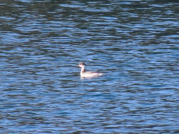 2023年12月2日(土) 志津川湾の野鳥観察記録