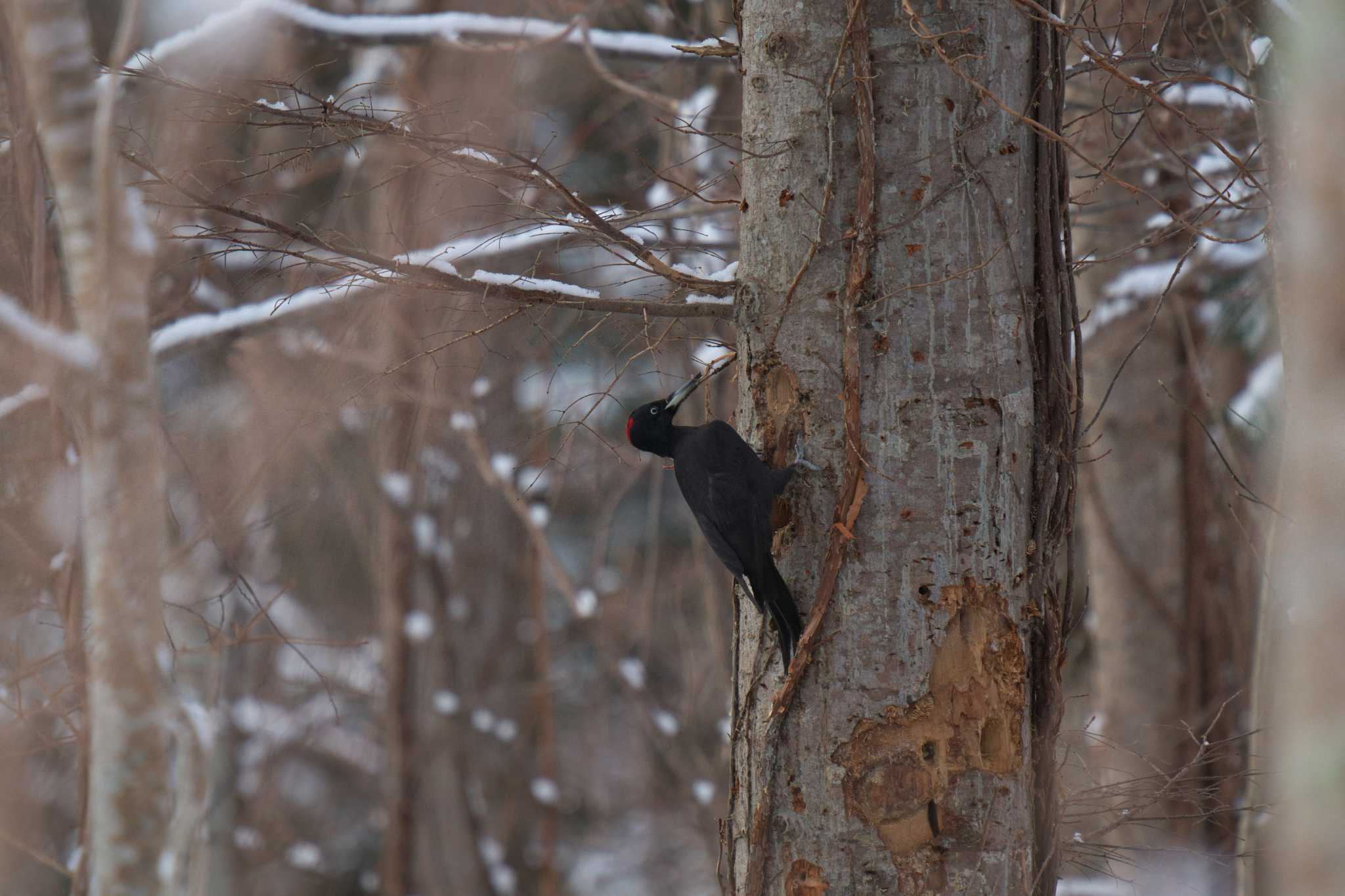 Photo of Black Woodpecker at 野幌森林公園 by minamikaze777