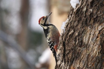White-backed Woodpecker 野幌森林公園 Sat, 12/2/2023