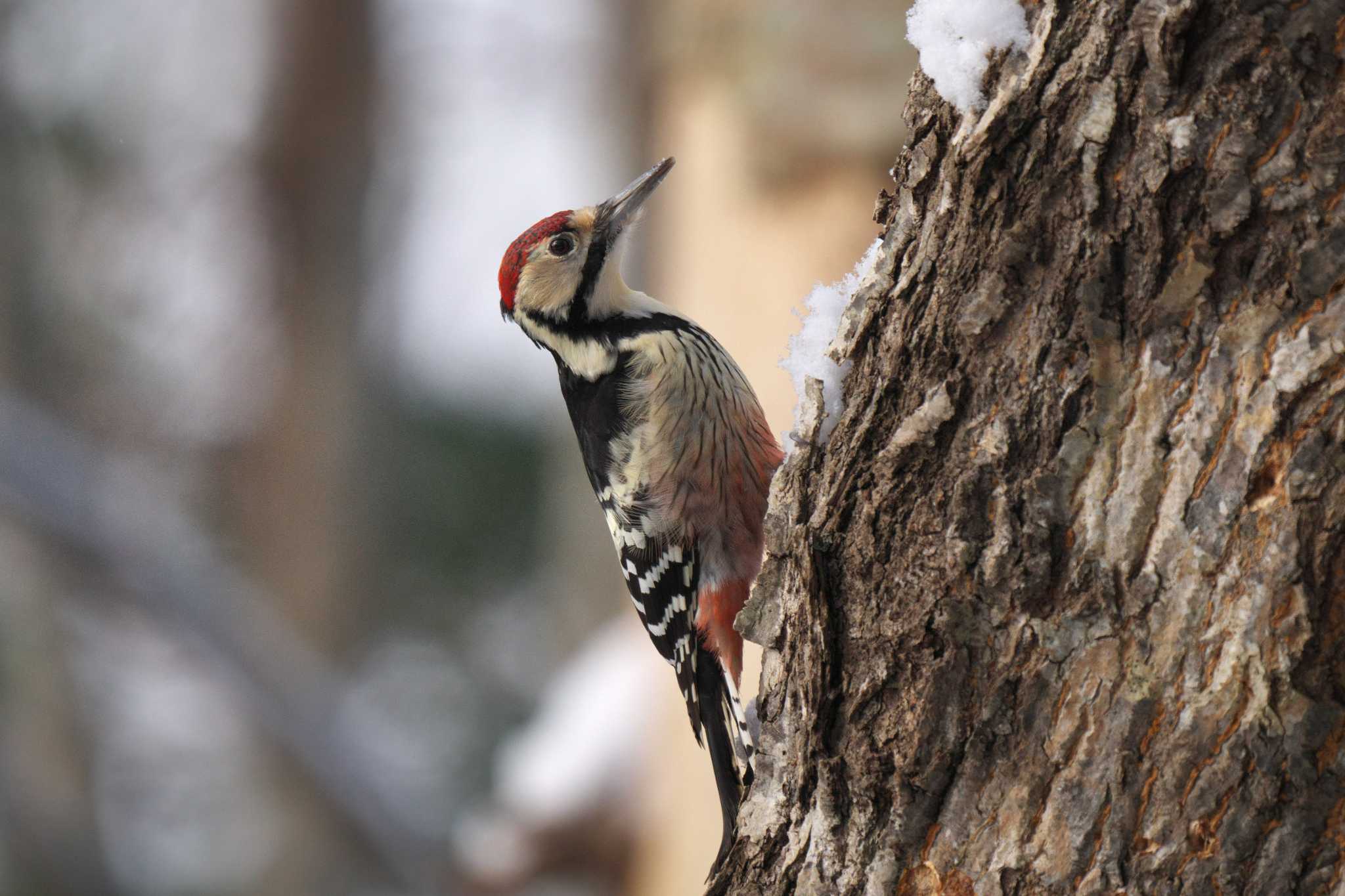 Photo of White-backed Woodpecker at 野幌森林公園 by minamikaze777