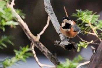 2023年12月5日(火) 大沼公園(北海道七飯町)の野鳥観察記録