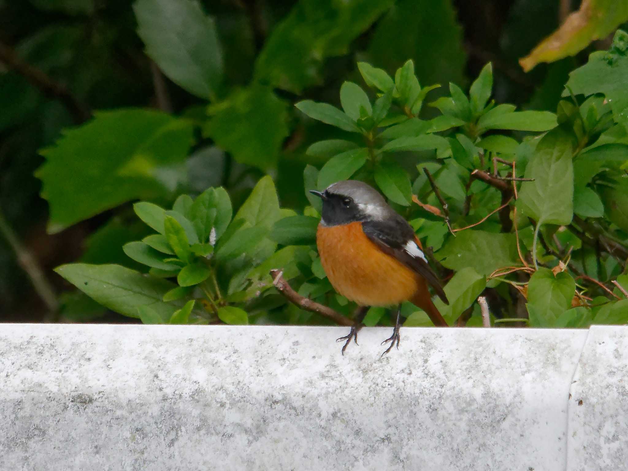 Photo of Daurian Redstart at 横浜市立金沢自然公園 by しおまつ