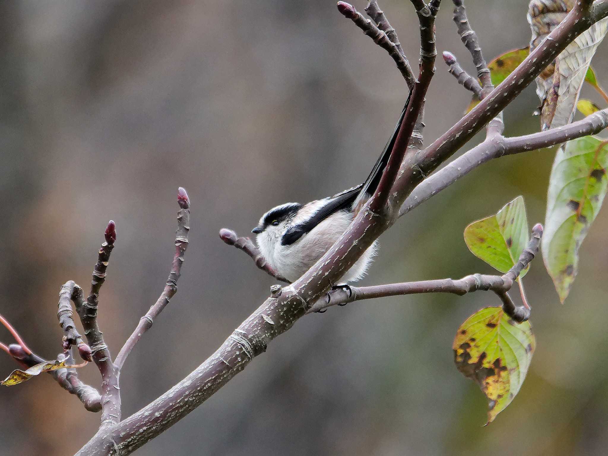 Photo of Long-tailed Tit at 横浜市立金沢自然公園 by しおまつ