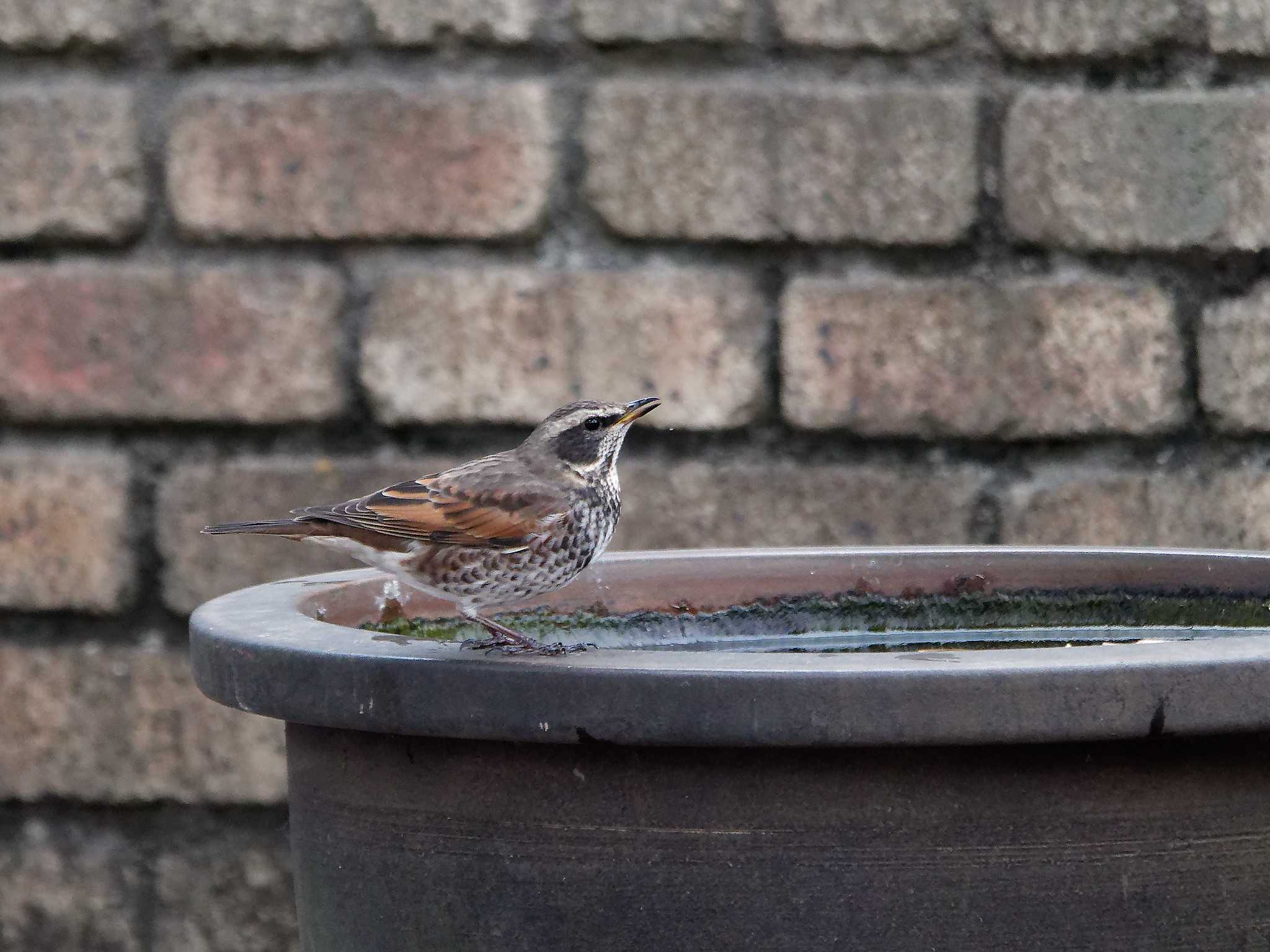 Dusky Thrush