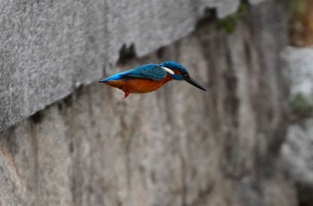 2023年12月5日(火) 万代池の野鳥観察記録