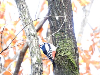 2023年12月2日(土) 入山・細野水源の森の野鳥観察記録