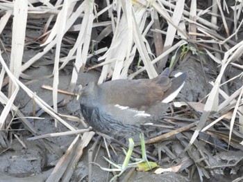 2023年12月3日(日) 綾瀬川の野鳥観察記録