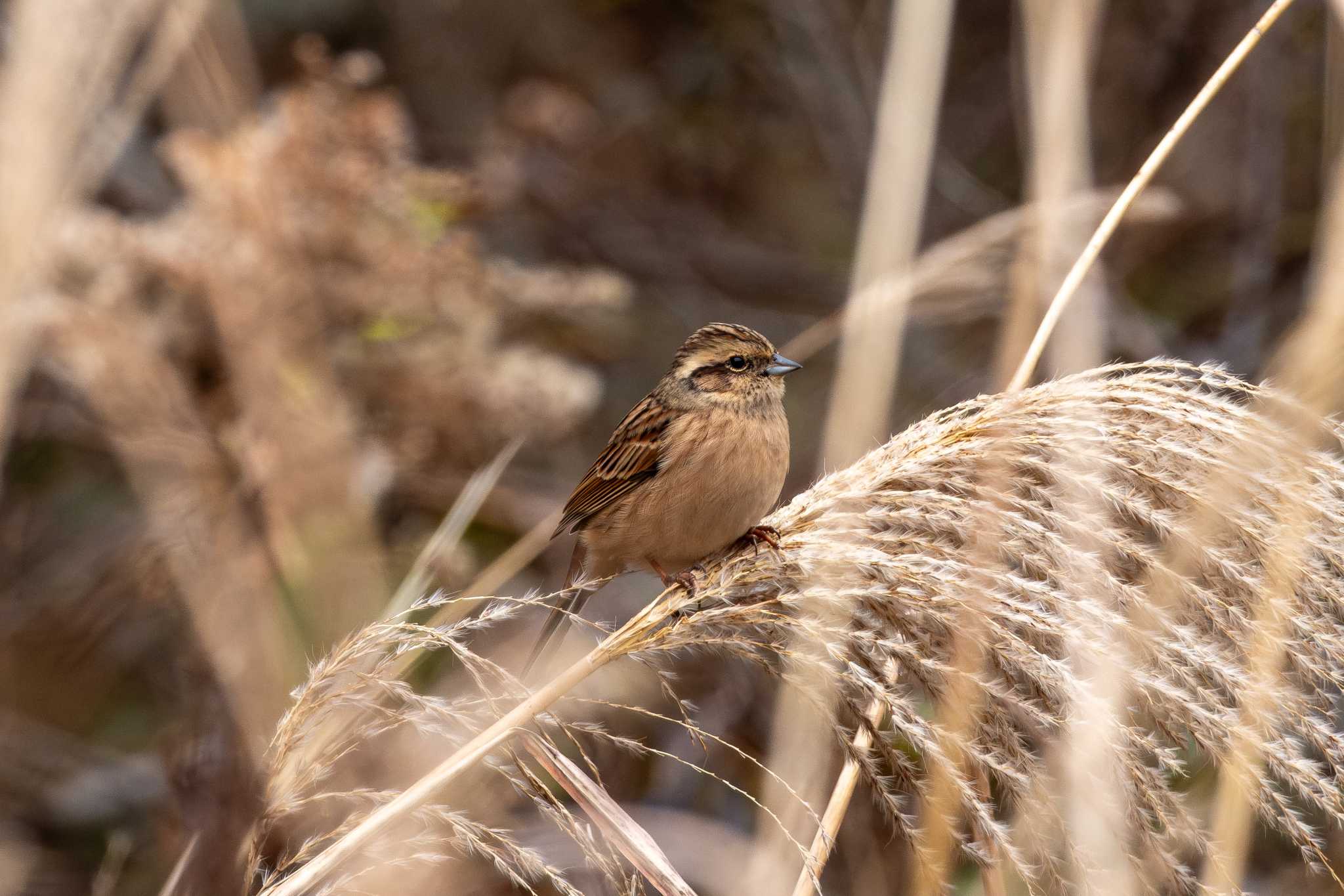 Meadow Bunting