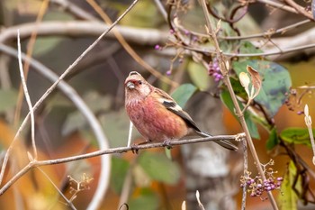 2023年12月5日(火) 小山ダムの野鳥観察記録