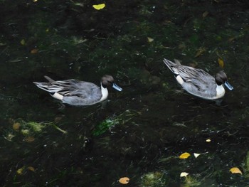 2023年12月5日(火) 妙正寺川の野鳥観察記録