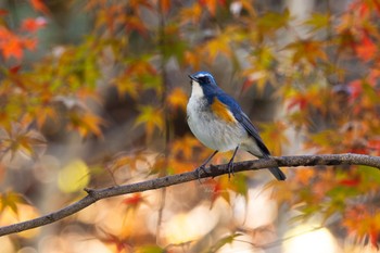 Red-flanked Bluetail Unknown Spots Mon, 12/4/2023