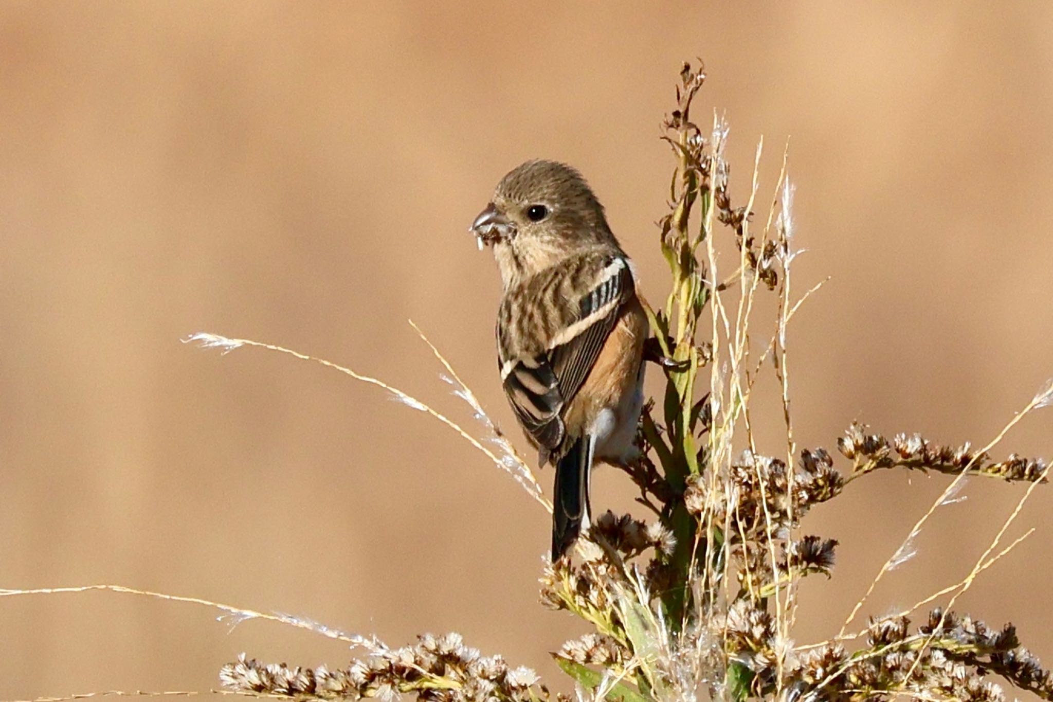 Siberian Long-tailed Rosefinch