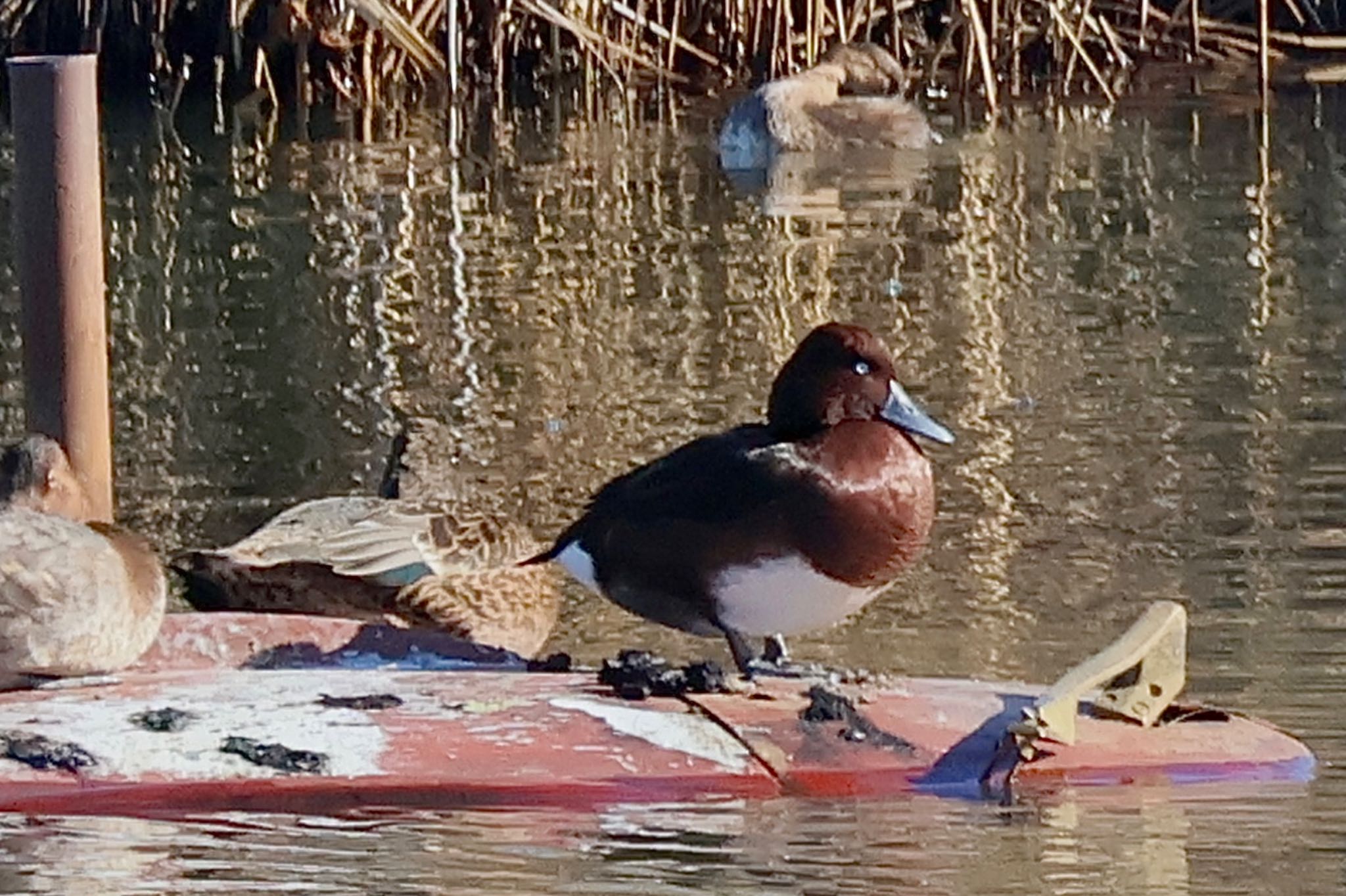 Ferruginous Duck