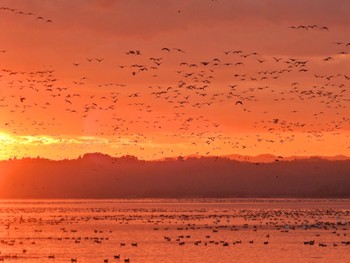 2023年11月24日(金) 伊豆沼の野鳥観察記録