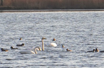 Whooper Swan Lake Utonai Tue, 12/5/2023