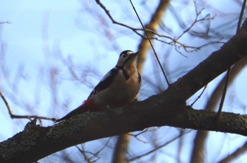 Great Spotted Woodpecker Lake Utonai Tue, 12/5/2023