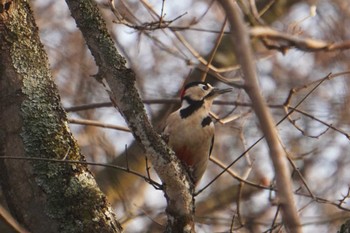 Great Spotted Woodpecker Lake Utonai Tue, 12/5/2023