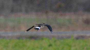 タゲリ 鍋田干拓地 2023年12月3日(日)