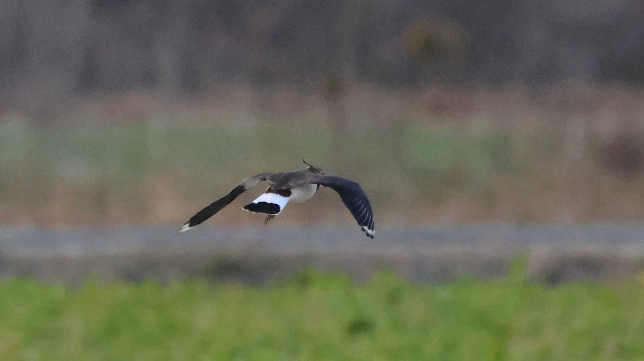 Photo of Northern Lapwing at Nabeta Reclaimed land by OHモリ