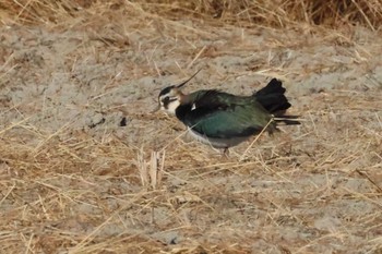 Northern Lapwing Nabeta Reclaimed land Sun, 12/3/2023