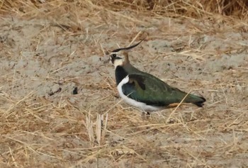 Northern Lapwing Nabeta Reclaimed land Sun, 12/3/2023