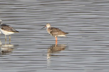 2023年11月4日(土) 伊佐沼の野鳥観察記録