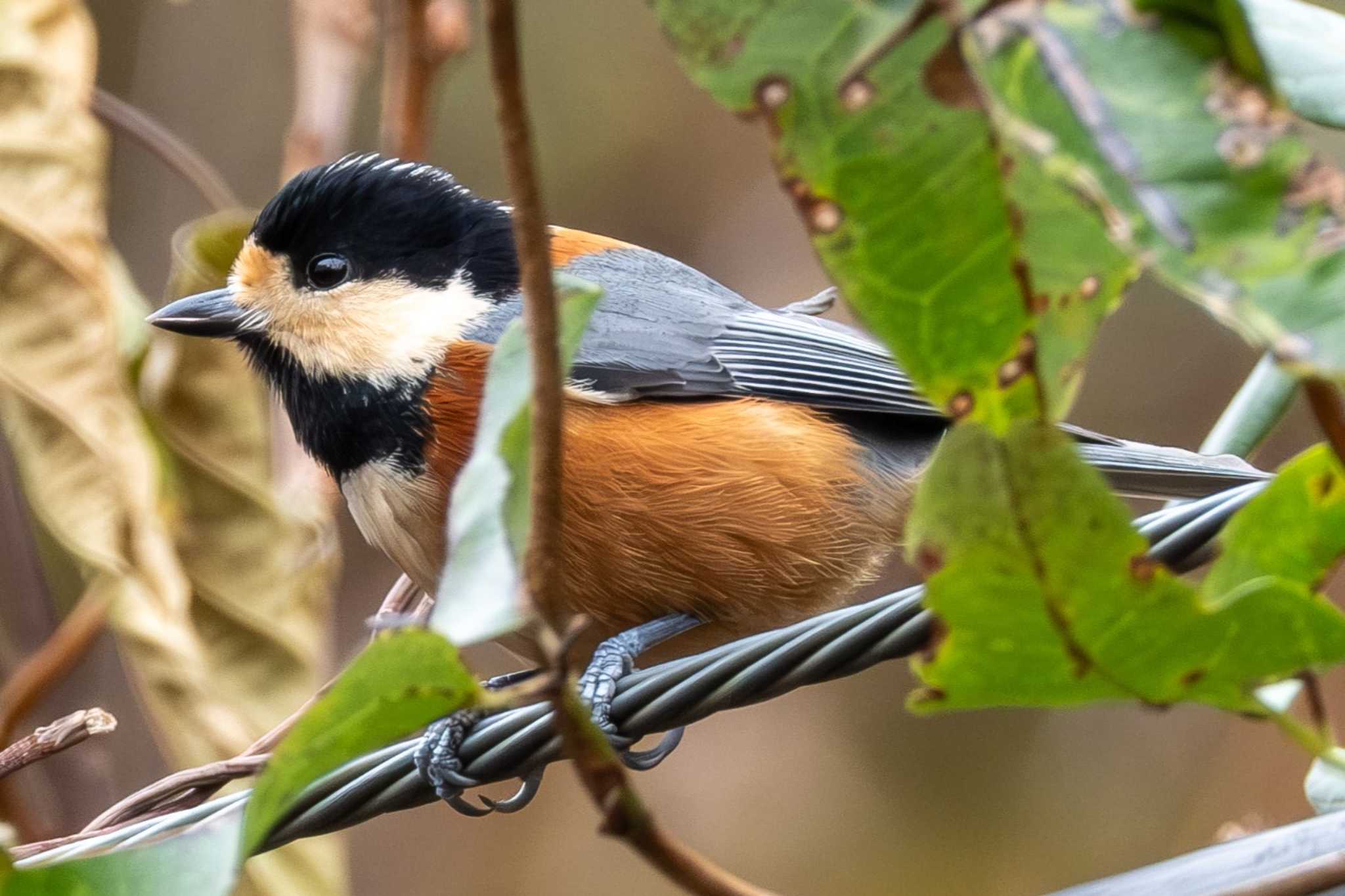 Photo of Varied Tit at Koyama Dam by MNB EBSW